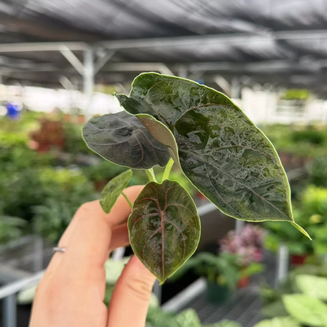 Alocasia Cuprea Specific Starter Plant 9167ZSP | F | thumbnail