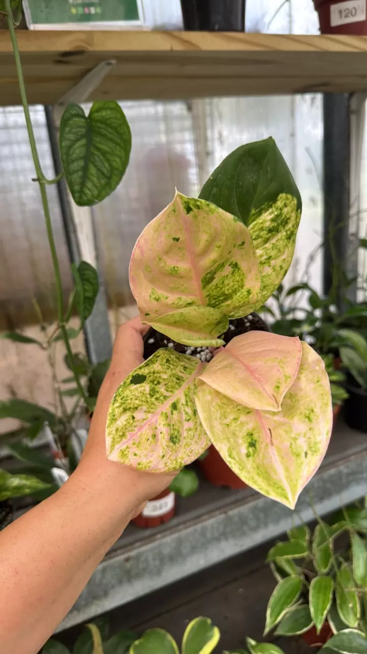 549 aglaonema pink emerald thumbnail