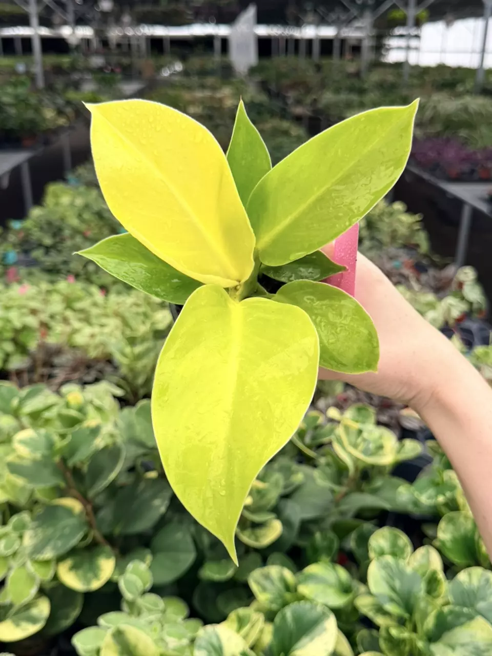 Philodendron Moonlight Specific 4” Pot 9086FEP | F thumbnail