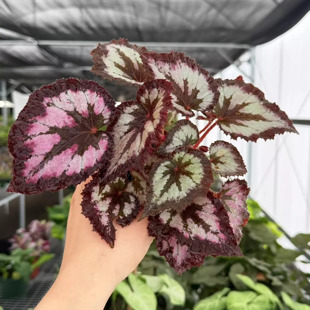 Begonia Harmony’s Pink Radiance Specific 4” Pot 9164ZSP | F | thumbnail