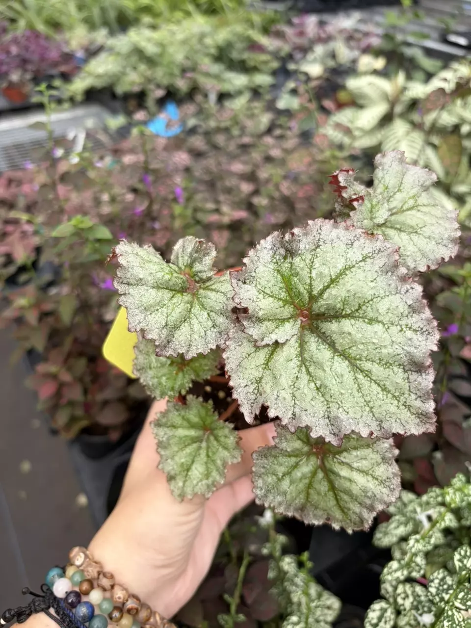 Begonia Harmony’s Daenerys Specific 4” Pot 9403SMP | F thumbnail