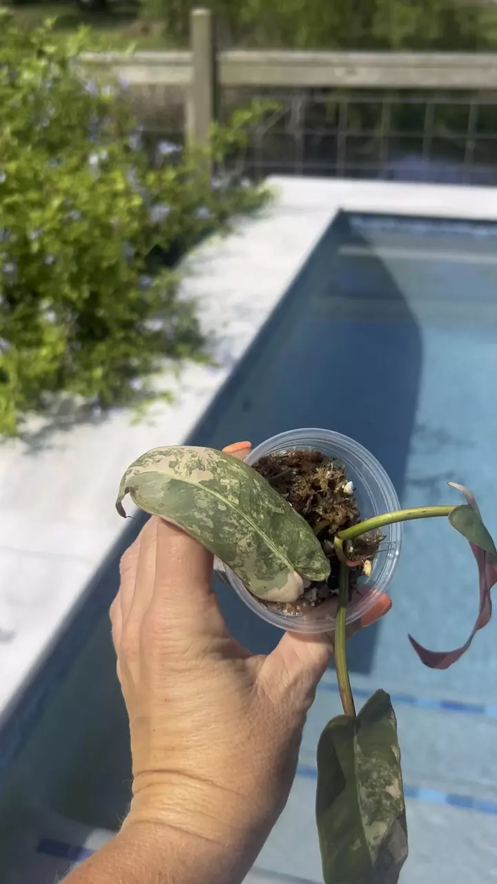 Pink atabopoense philodendron thumbnail