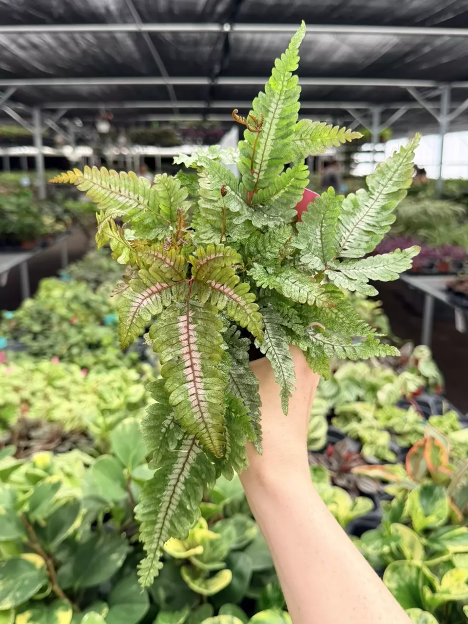 Candy Striped Brake Fern Specific 4” Pot 9084FEP | F thumbnail