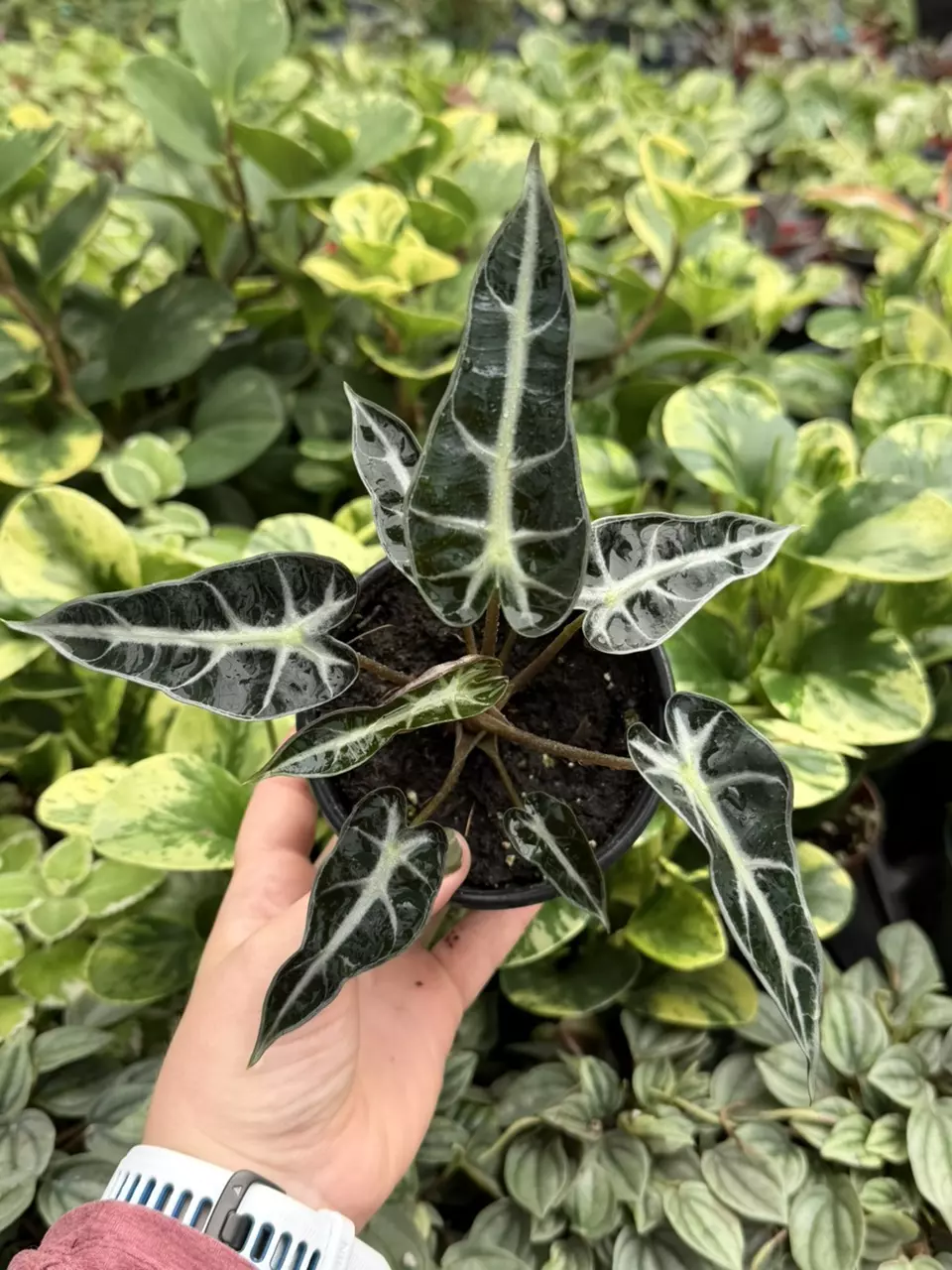 Alocasia Bambino 4” Pot Specific Plant 9252LSP | FF thumbnail