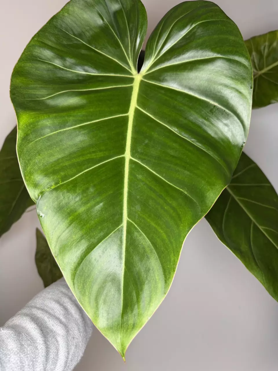 Philodendron Jose Buono x Gloriosum - 6” Pot thumbnail