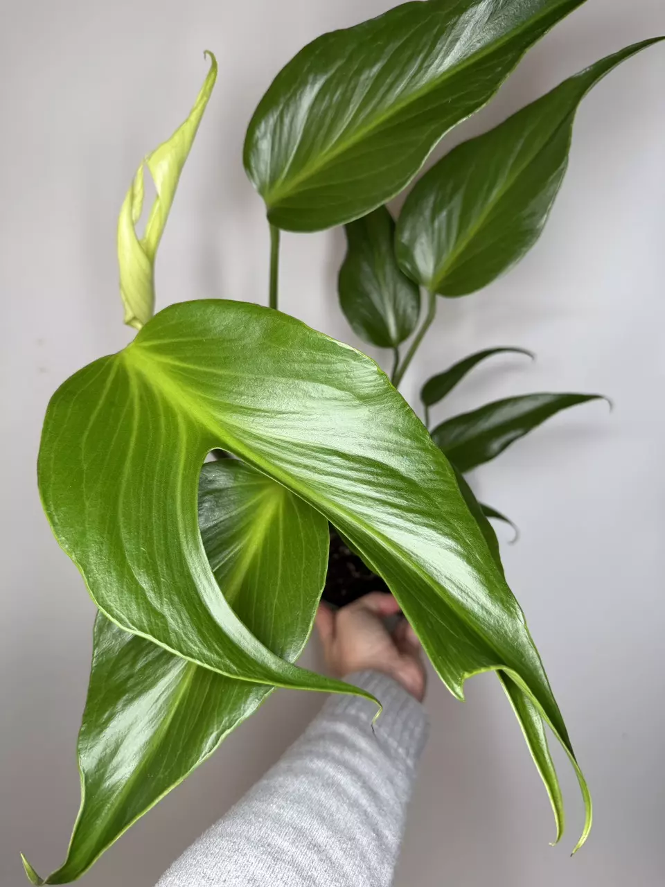 Monstera Burle Marx Flame - 6” Pot thumbnail