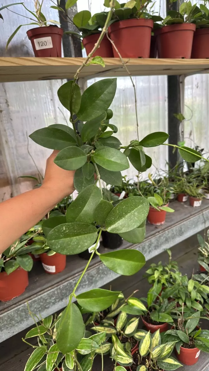 554 Hoya skinneriana thumbnail