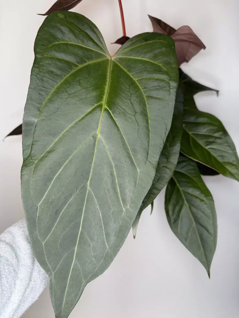 Anthurium Justin x (Carla x Bess) thumbnail