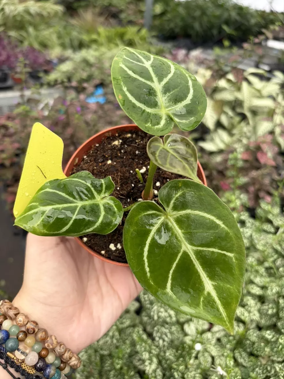 Anthurium Silver Papi x Golden Specific 4” Pot 8699SMP | F thumbnail