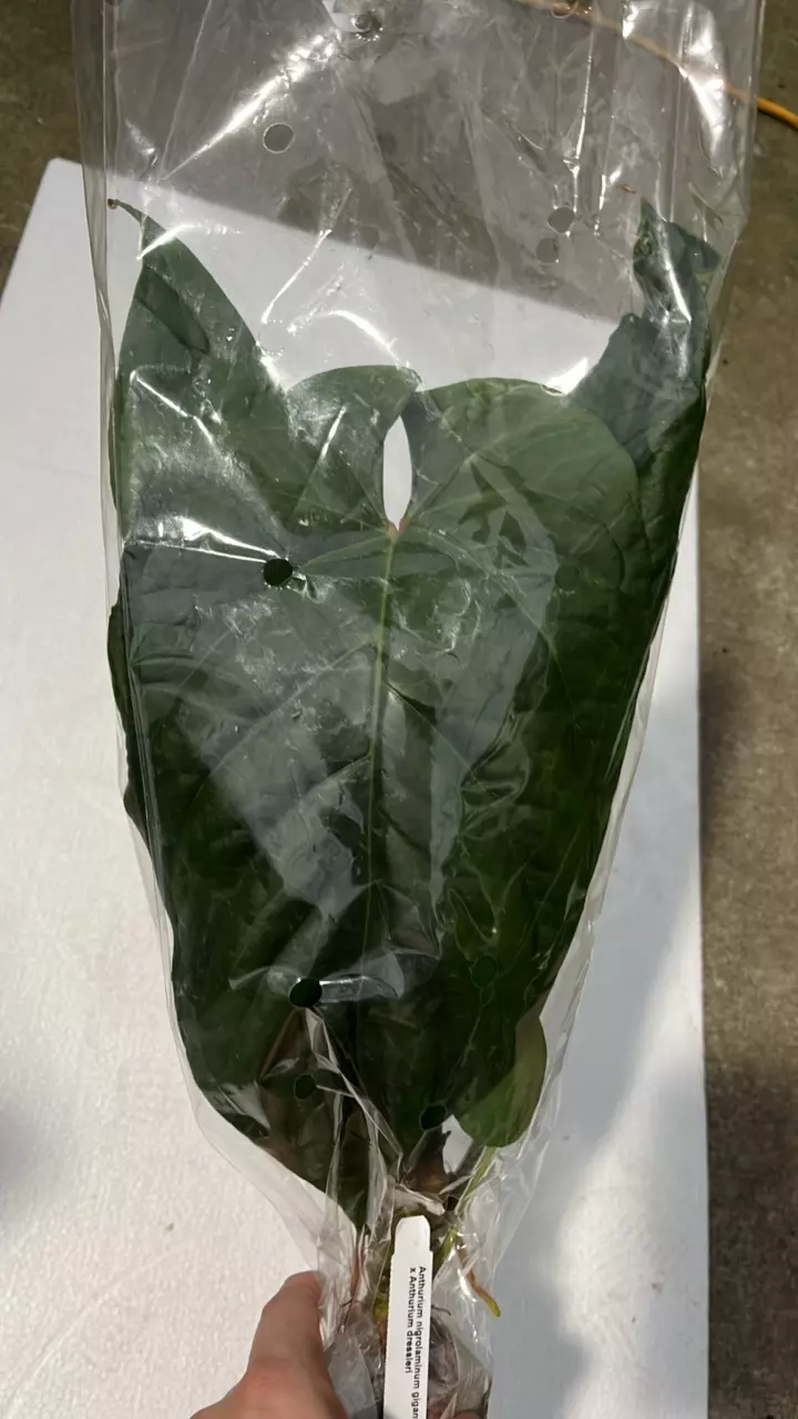FR145 Anthurium nigrolaminum gigante x dressleri thumbnail