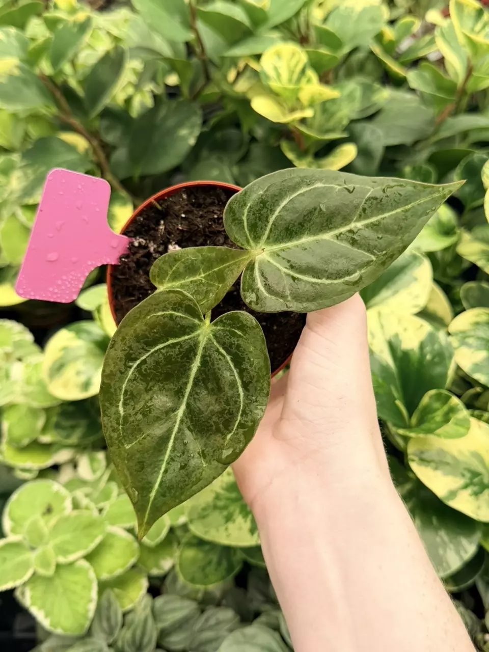Anthurium Silver Red x Mag Specific 4” Pot 9079FEP | F thumbnail