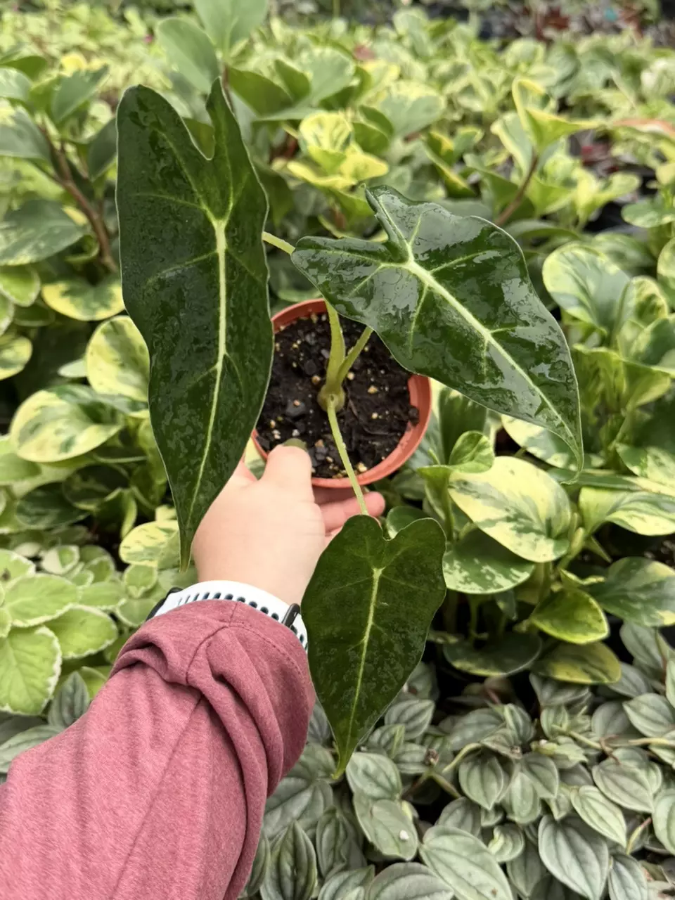 Alocasia Frydek White Vein 4” Pot Specific Plant 9236LSP | FF thumbnail