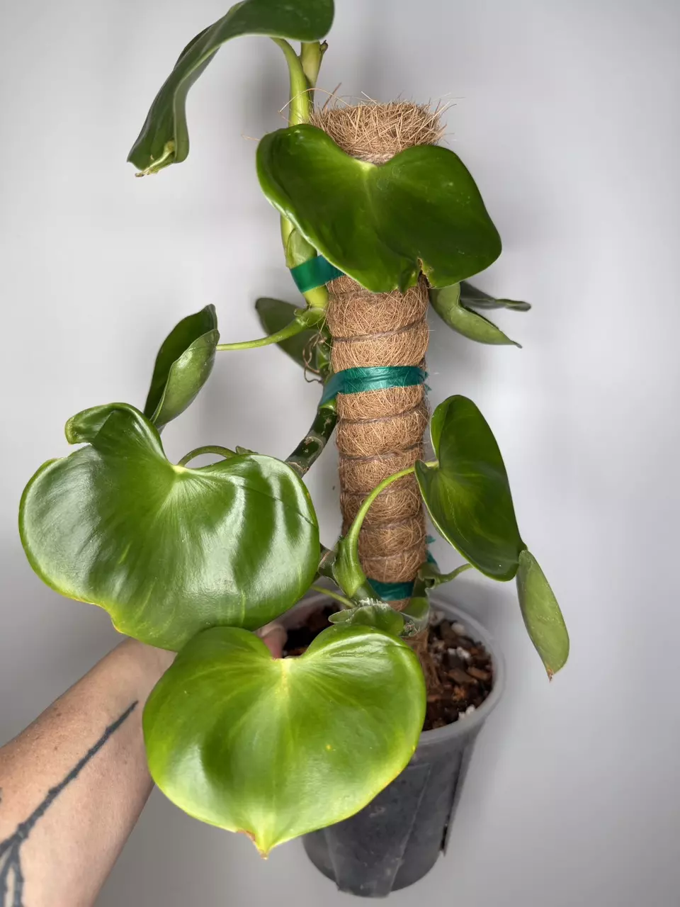 Philodendron Grazielae - 6” Pot thumbnail