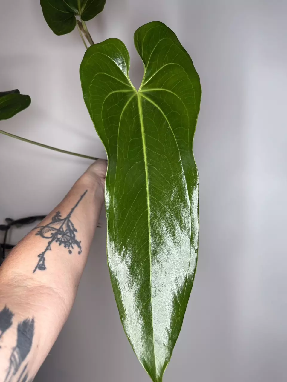 Anthurium Verapazense thumbnail