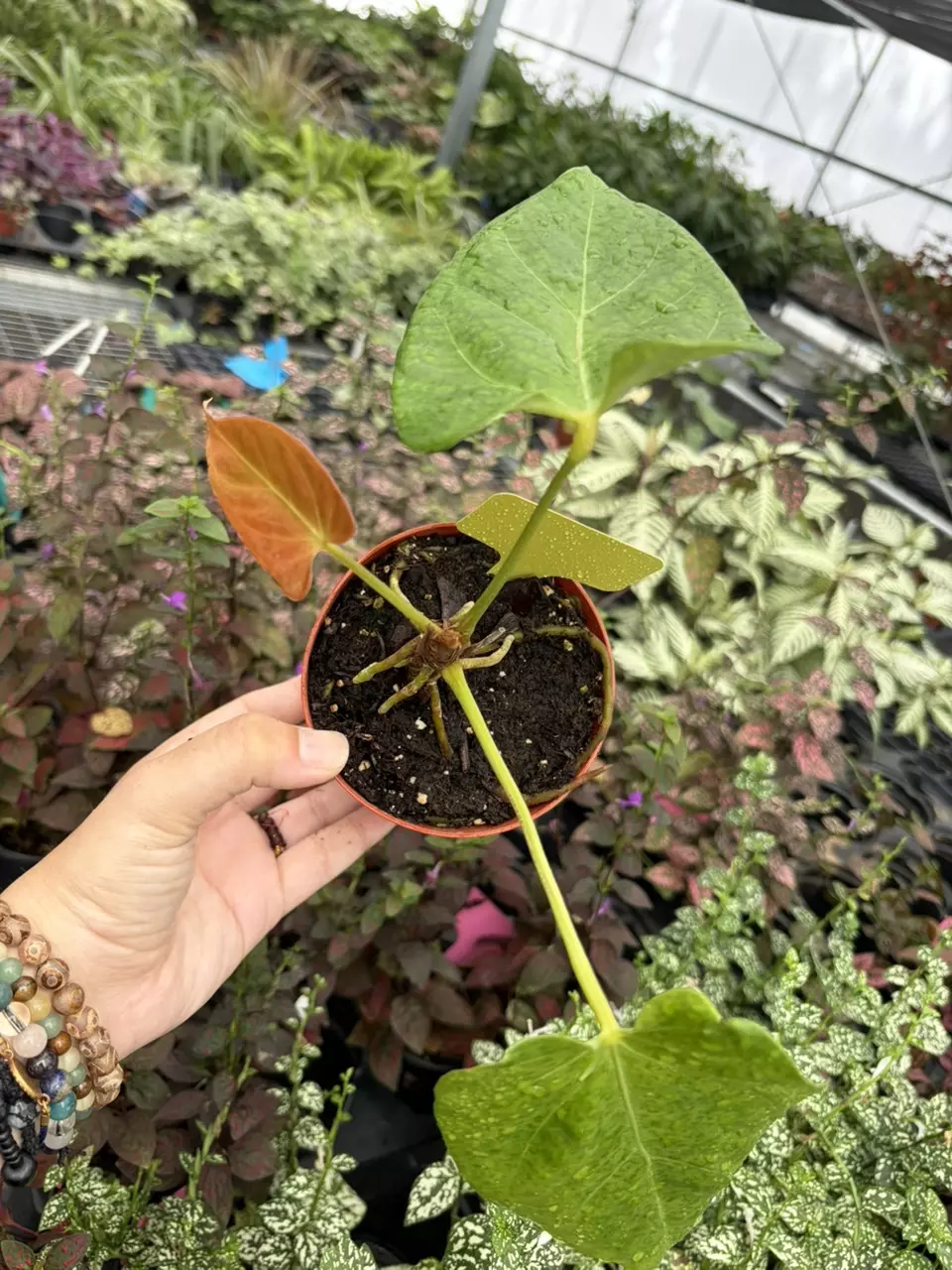 Anthurium Porti x Papi Specific 4” Pot 8698SMP | F thumbnail