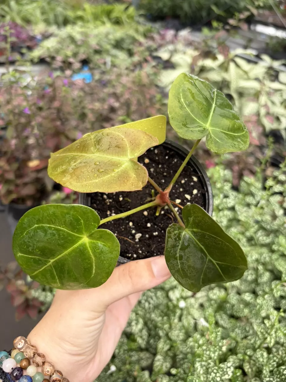 Anthurium Red Sinus x Hulk Specific 4” Pot 9401SMP | F thumbnail