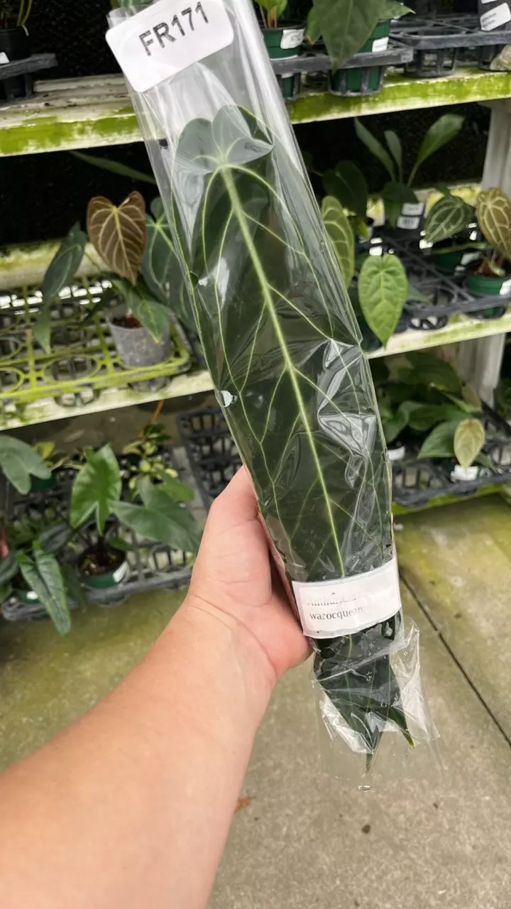 FR171 Anthurium warocqueanum thumbnail