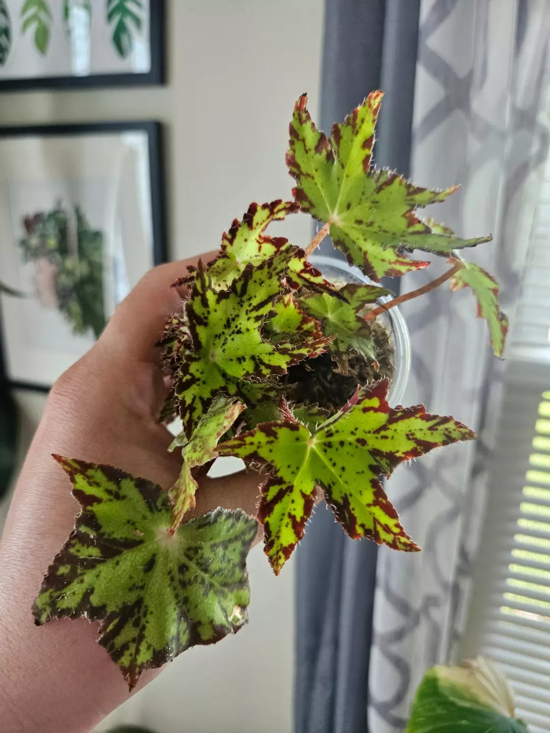 Begonia Geometry #579 thumbnail