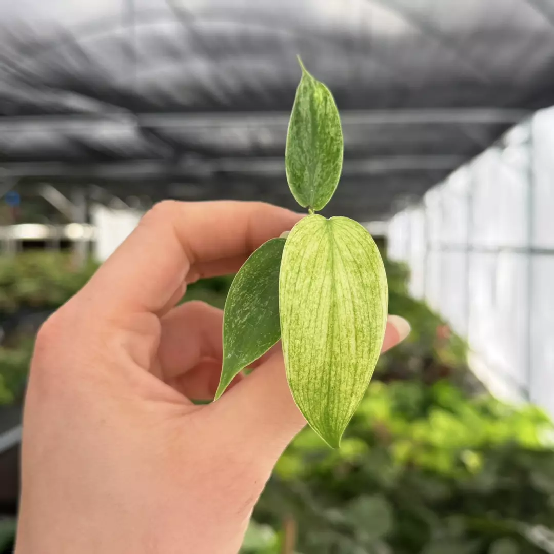Philodendron Full Mint Specific Starter Plant 9168ZSP | F | thumbnail