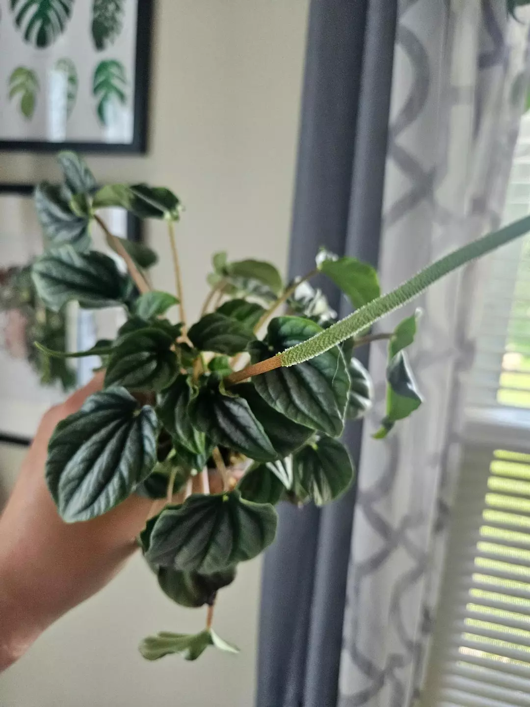 Peperomia Frost starter GC thumbnail