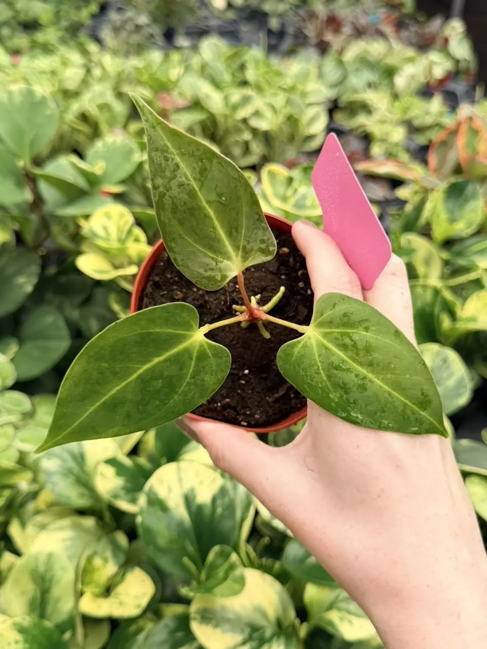 Anthurium Porti x Warocq Specific 4” Pot 9083FEP | F thumbnail