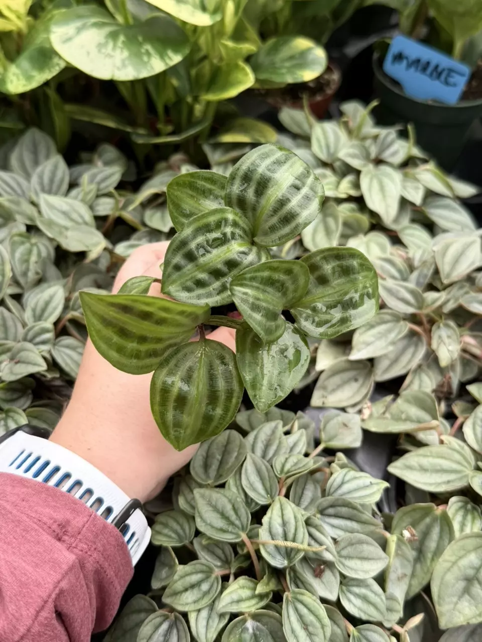Geogenanthus Poeppegii Starter Specific Plant 9246LSP | FF thumbnail