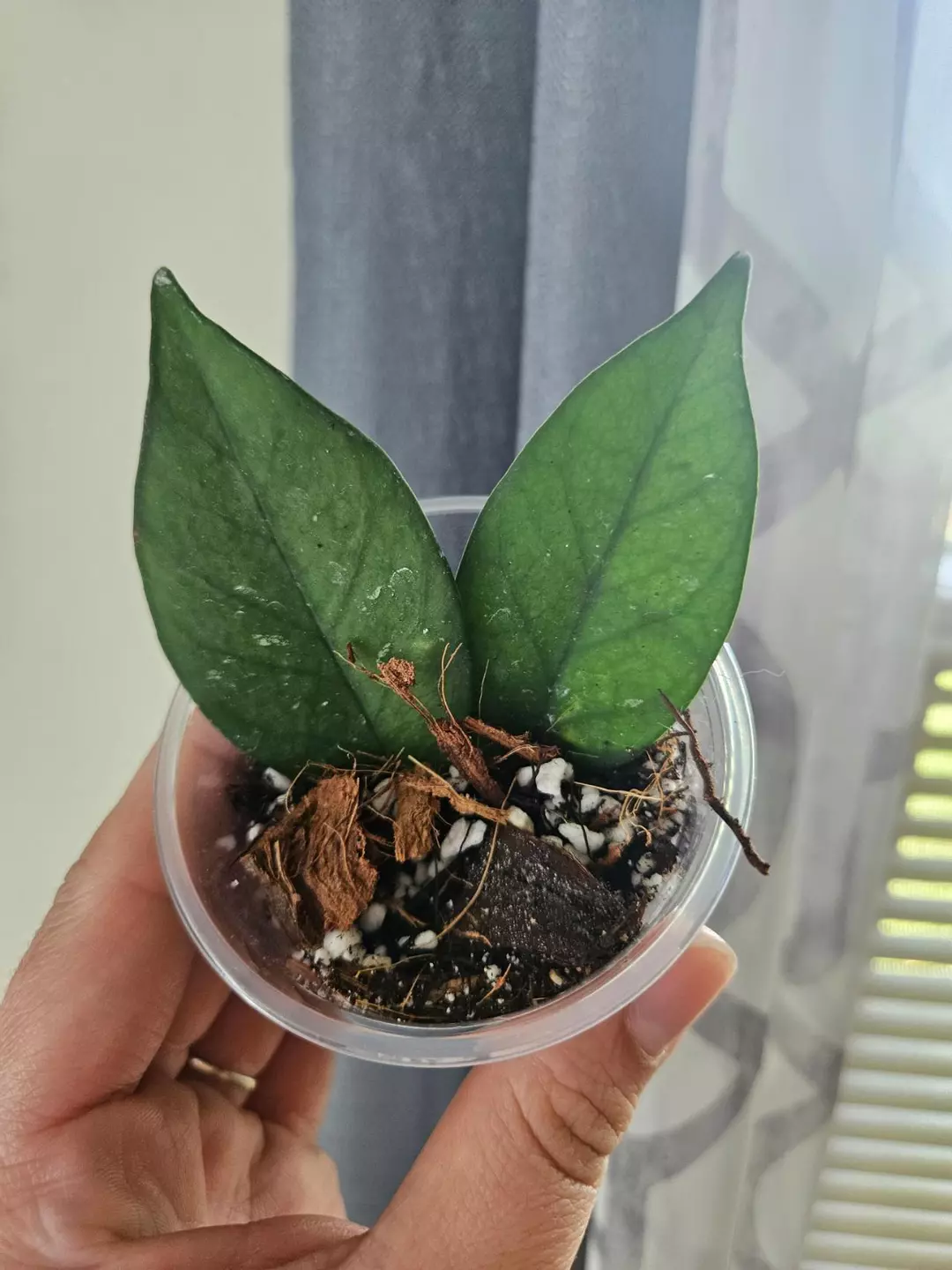Hoya sp vietnam 264 thumbnail