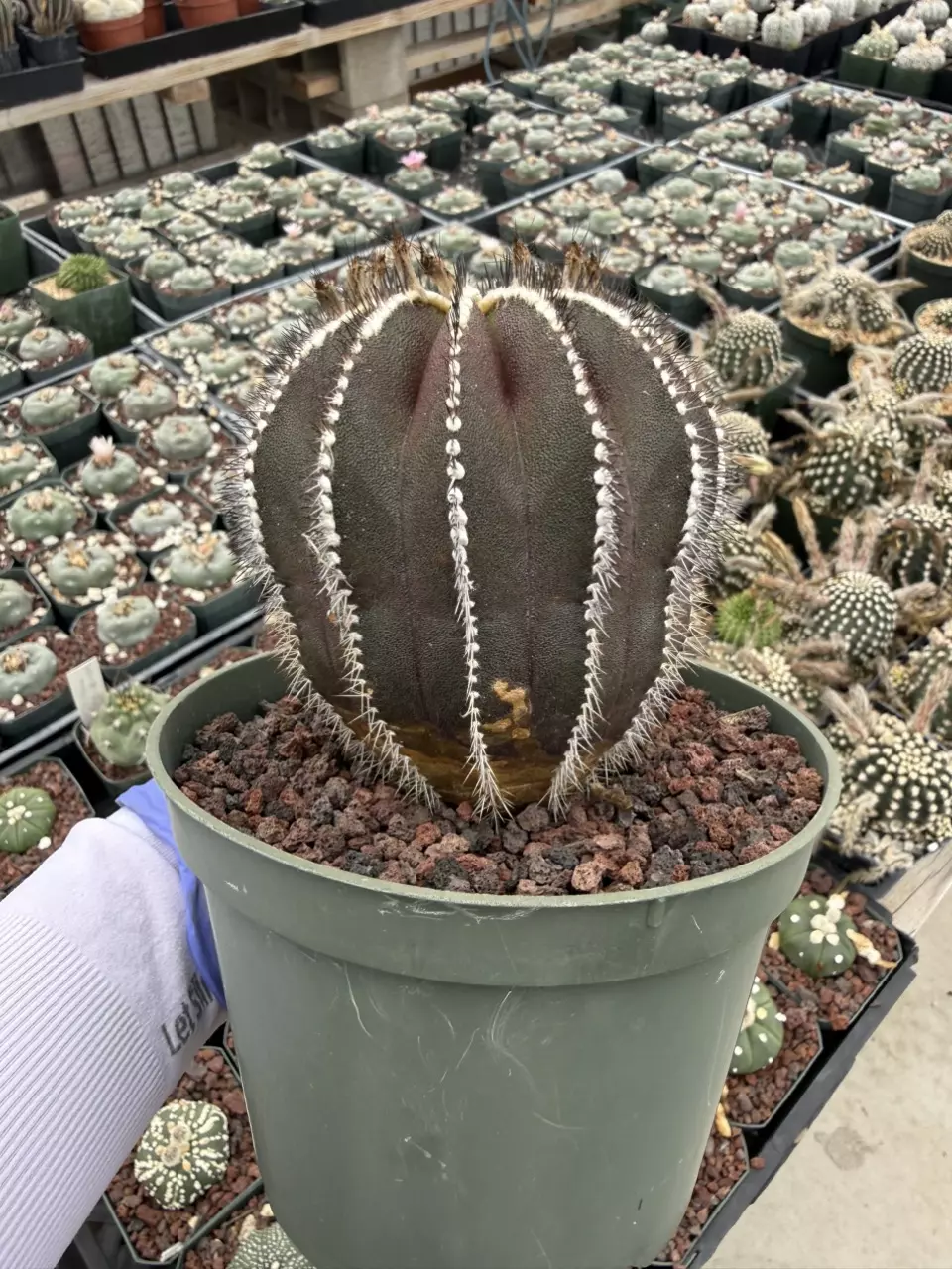 Uebelmannia Pectinifera 5" pot thumbnail