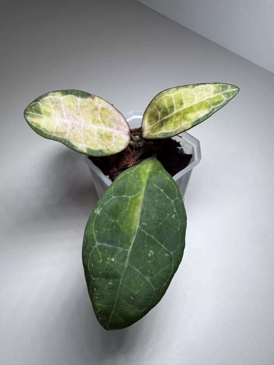 Hoya Elliptica Var. Emma 0972 thumbnail