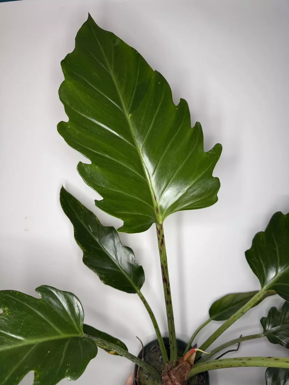 Philodendron Pinnatifidum - 6” Pot thumbnail