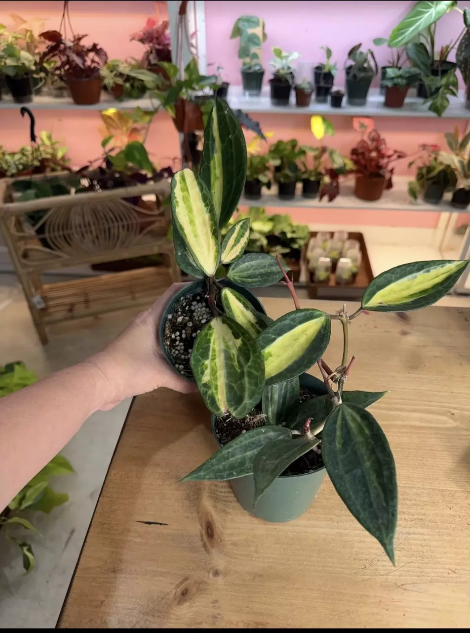 Hoya Macrophylla  Pot of gold NEW! thumbnail