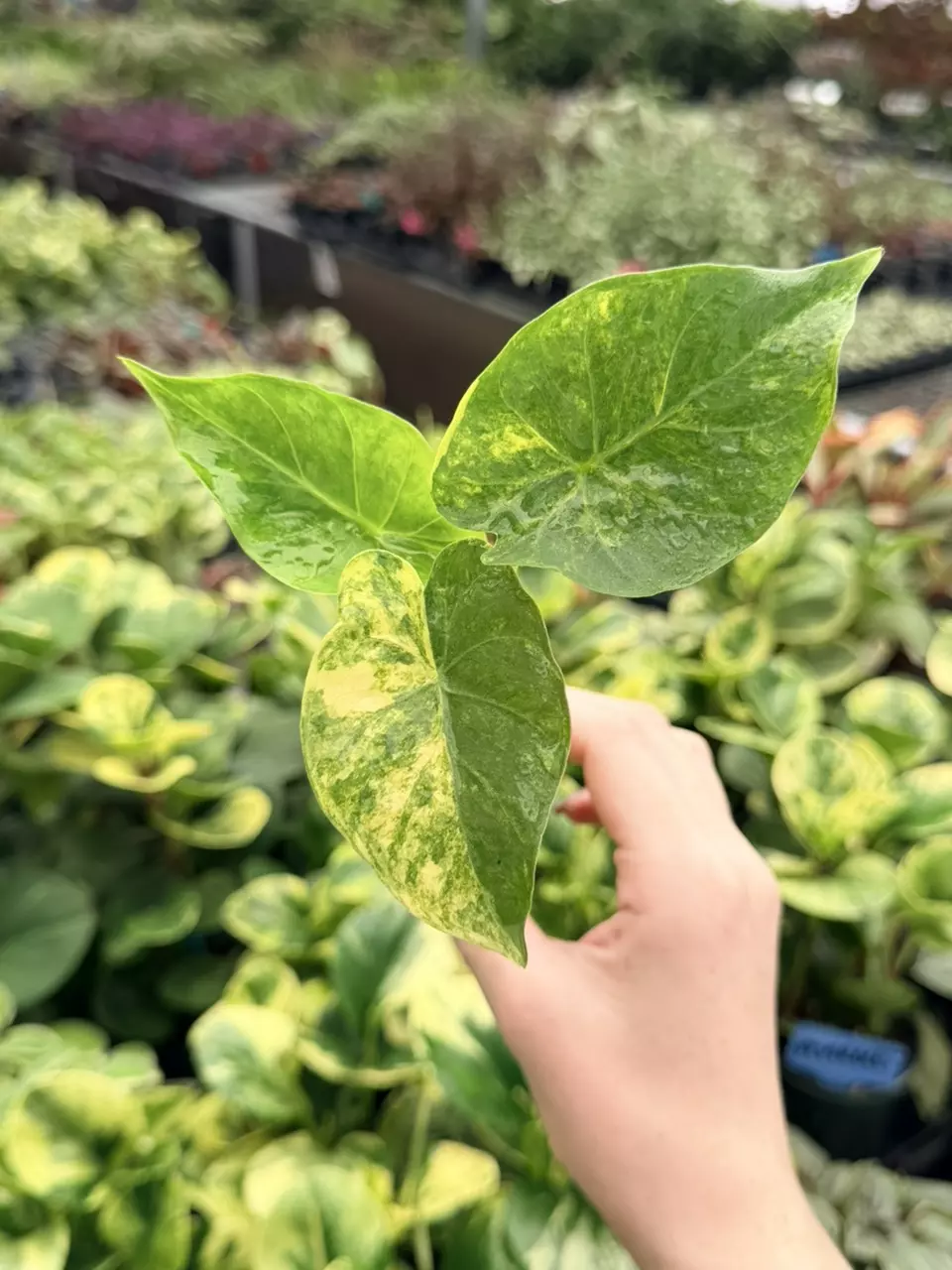 Alocasia Yellow Variegated Gageana Aurea Specific Starter 9080FEP | F thumbnail
