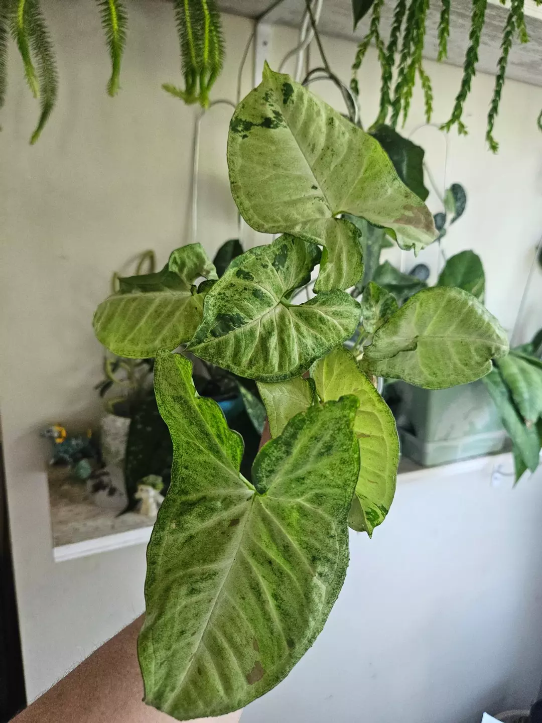 Syngonium tricolor confetti 565 thumbnail