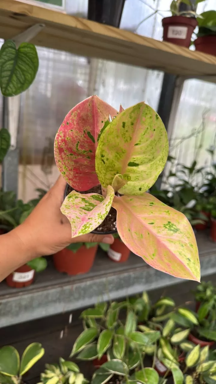 550 Aglaonema Pink Emerald thumbnail