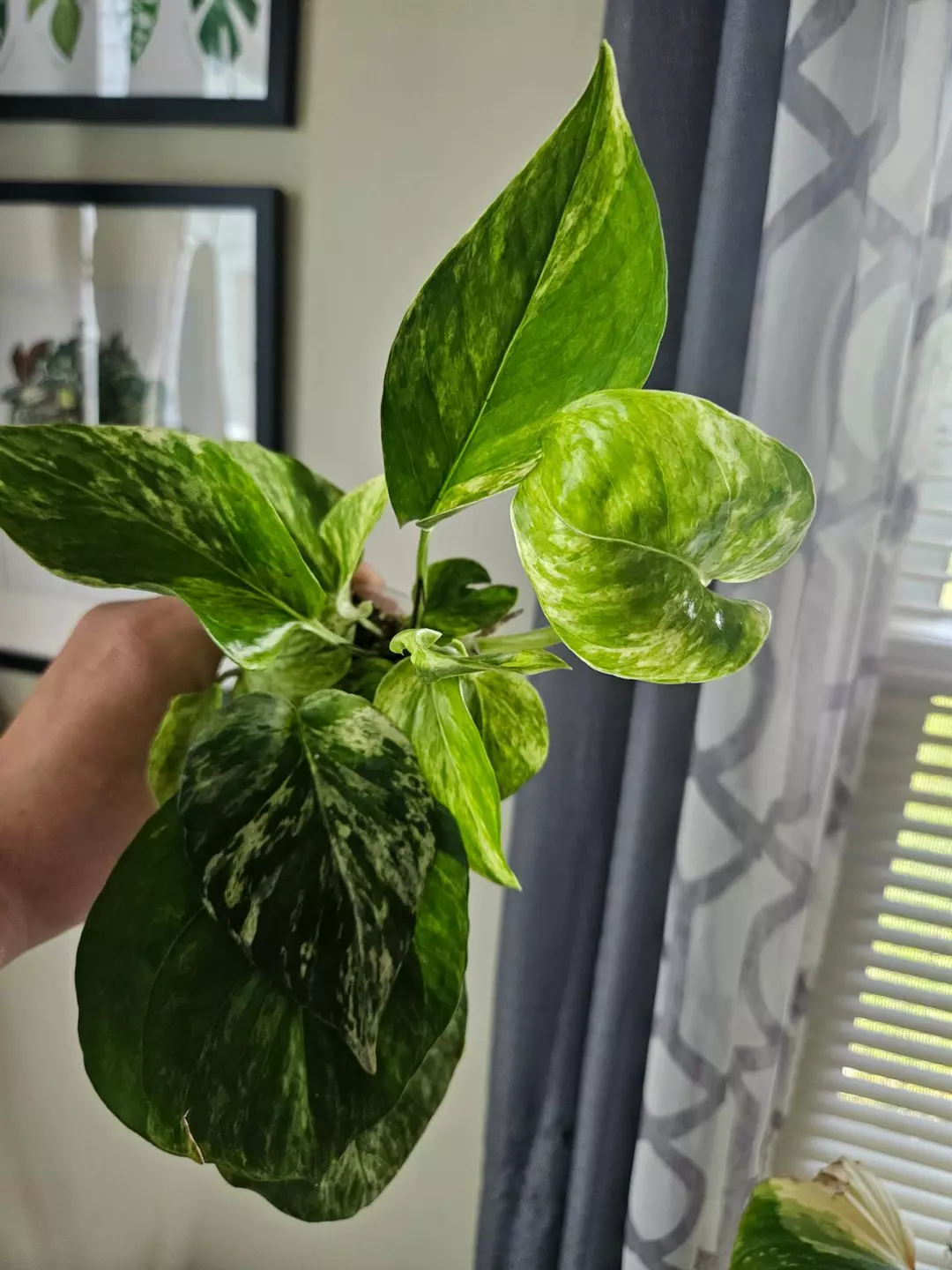 Marble queen pothos thumbnail