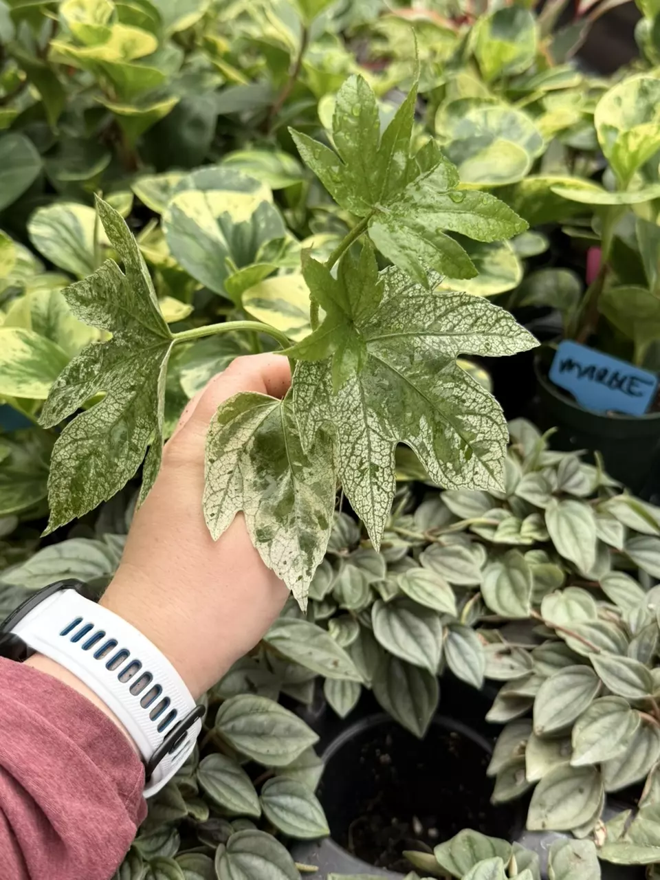 Fatsia Spider’s Web Starter Specific Plant 9243LSP | FF thumbnail