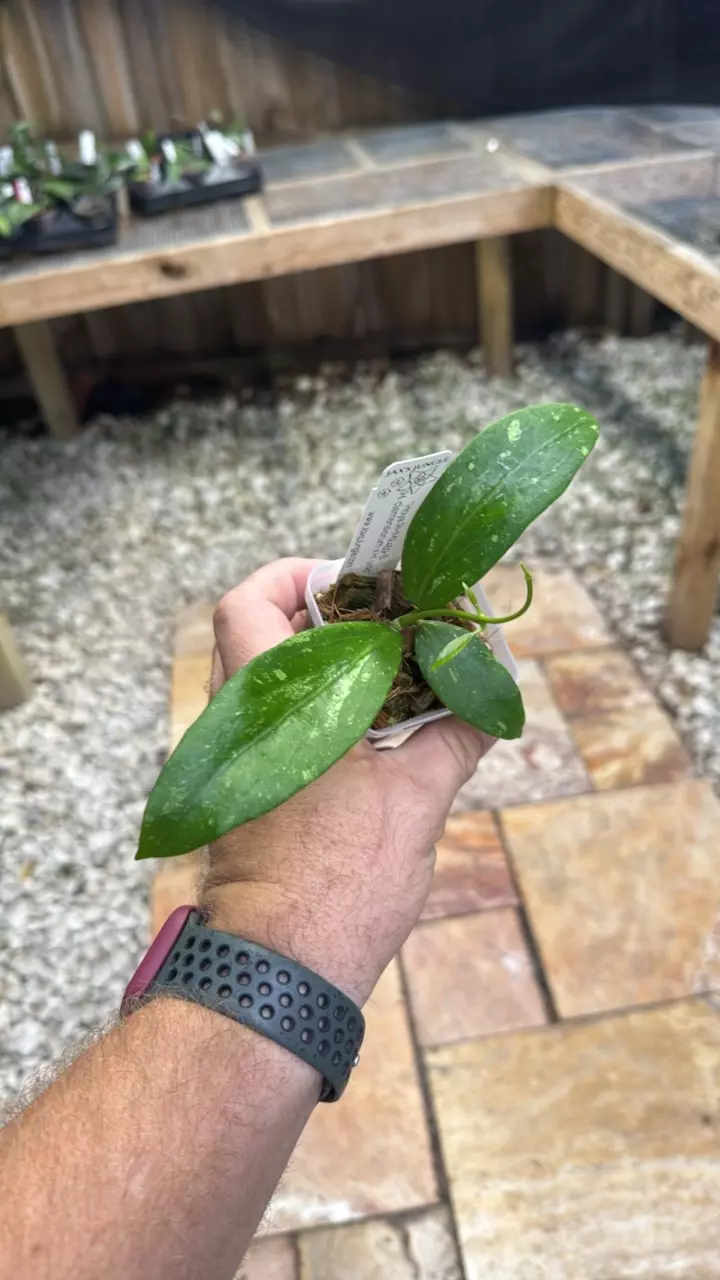 Hoya RHM2459-B
(H. clemensiorum x H. unk) thumbnail