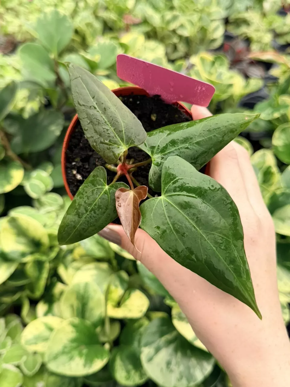 Anthurium Guna Yala Hybrid Specific 4” Pot 9081FEP | F thumbnail
