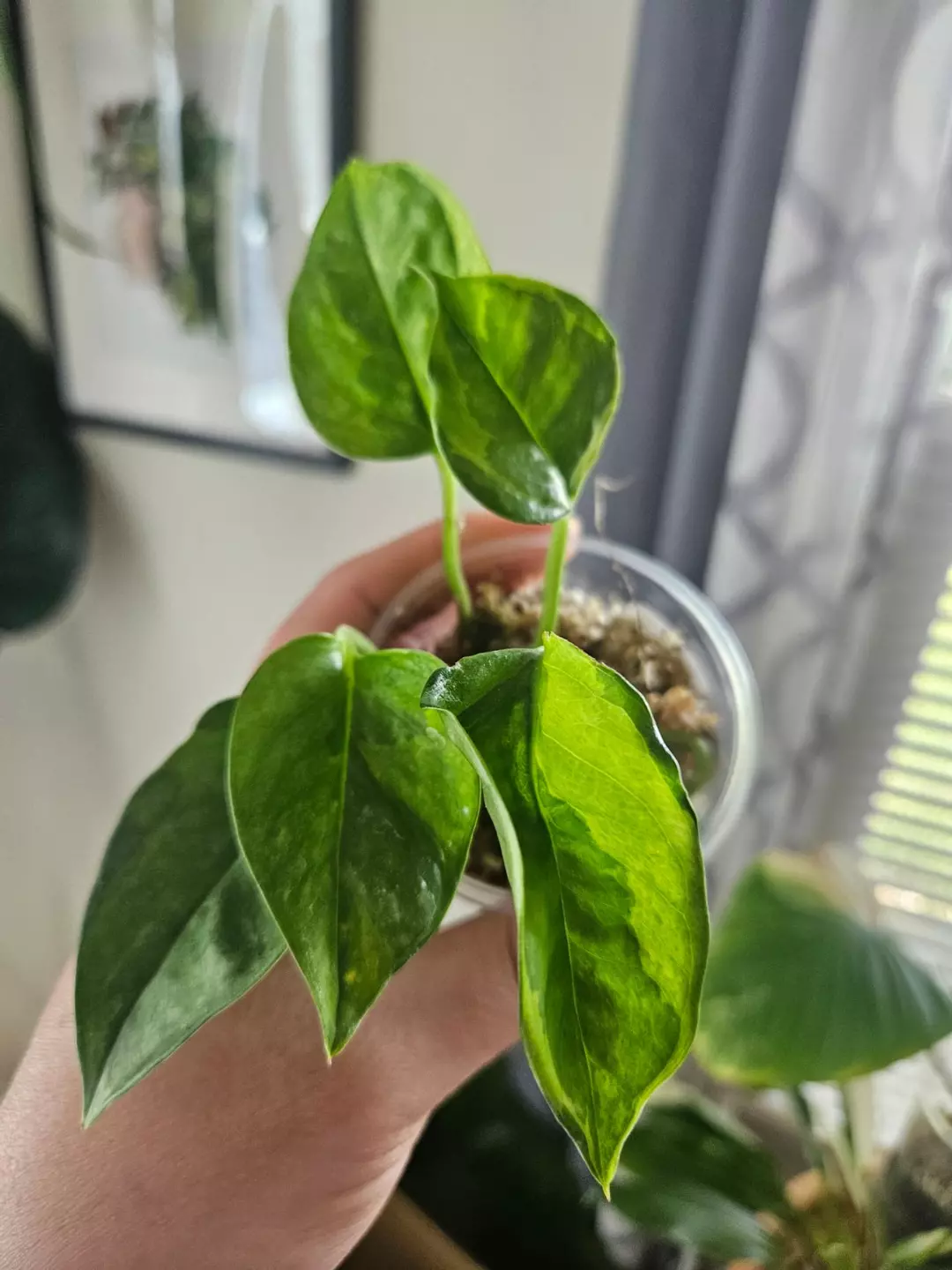 Global green pothos GC thumbnail