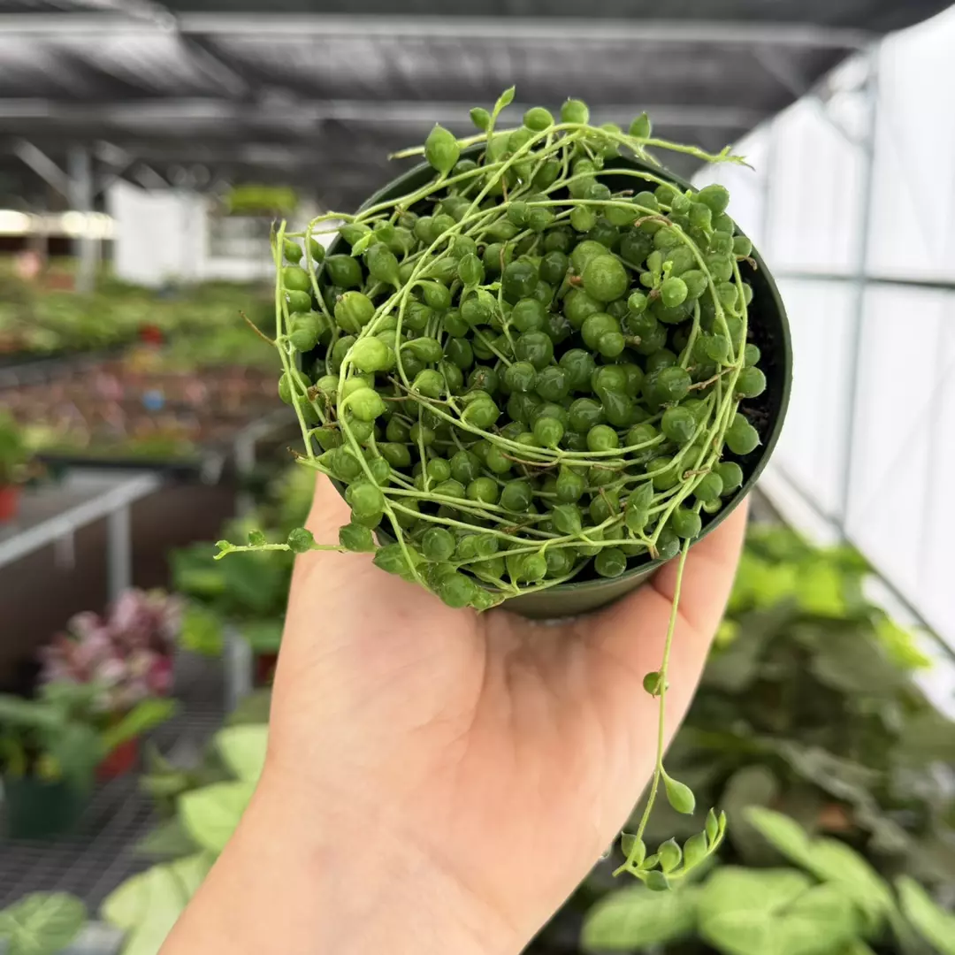 String of Pearls Specific 4” Pot 9165ZSP | F | thumbnail