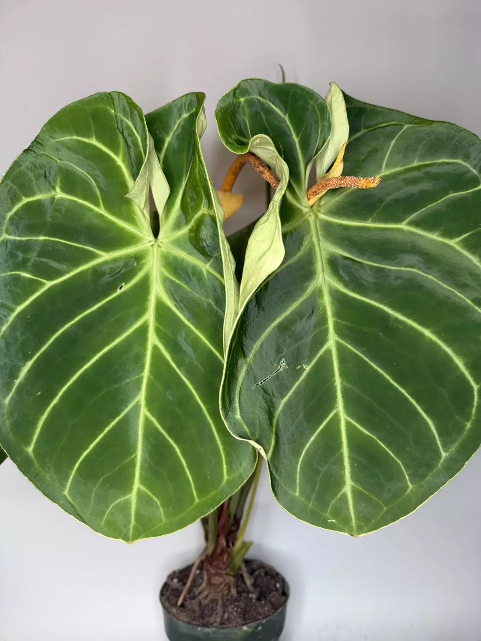 Anthurium Dorayaki (Crystallinum x Clarinervium) - 6” Pot thumbnail