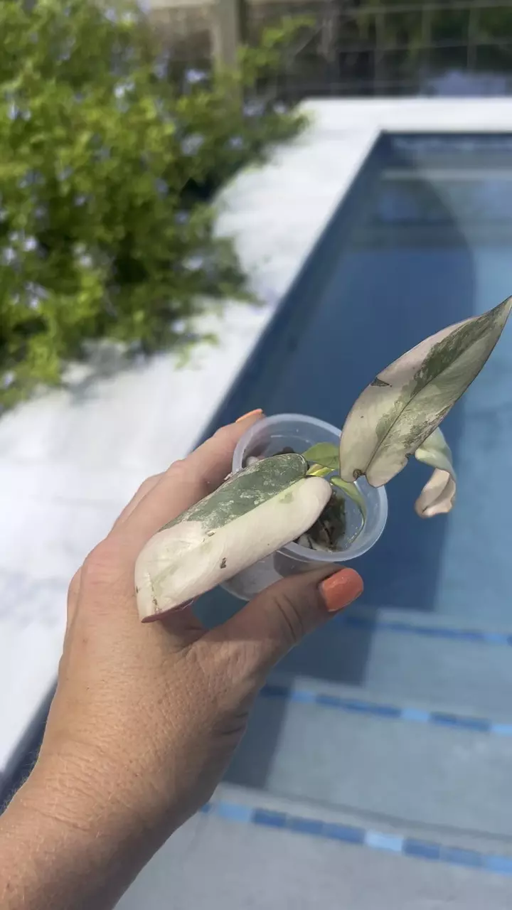 Pink atabopoense philodendron thumbnail