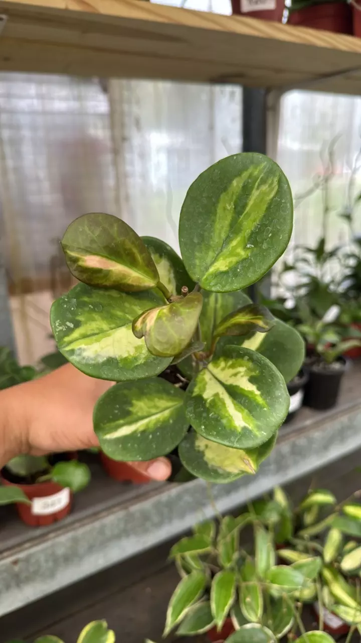 551 Hoya obovata inner variegated thumbnail