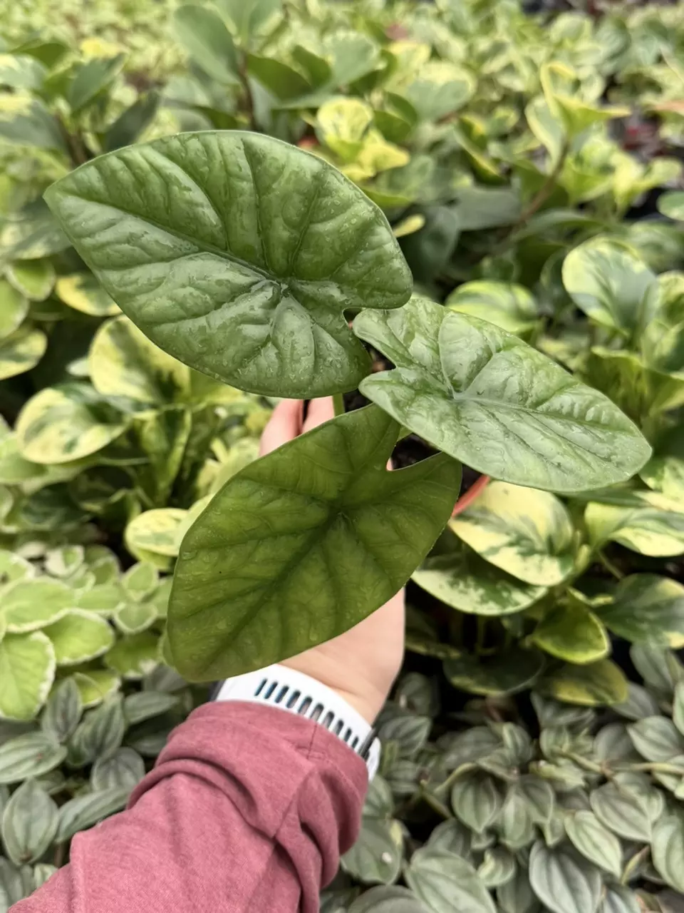 Alocasia Lukiwan 4” Pot Specific Plant 9237LSP | FF thumbnail