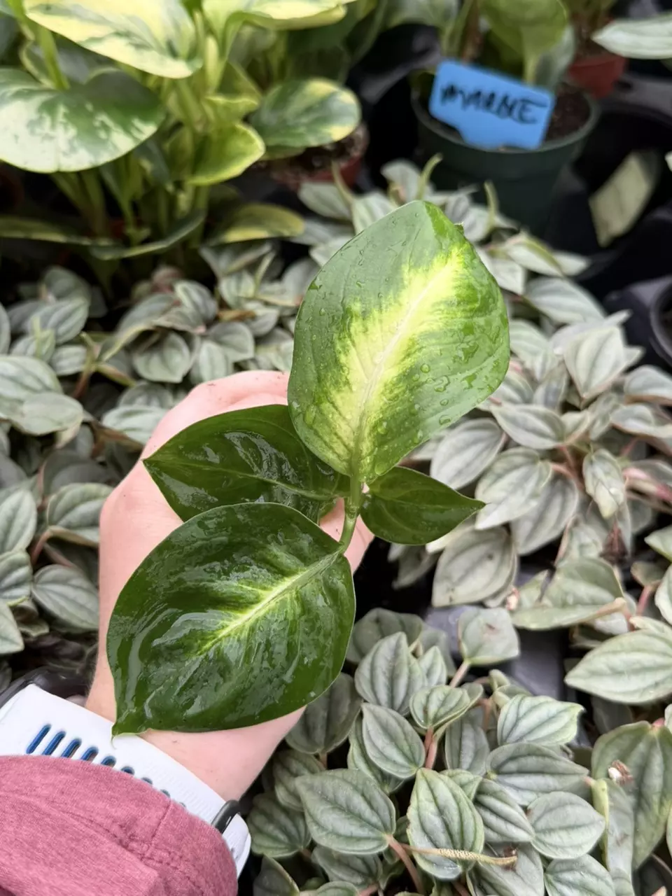 Dieffenbachia Tropical Marianne Starter Specific Plant 9245LSP | FF thumbnail