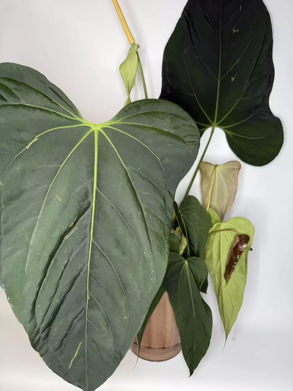 Anthurium Papillilaminum ‘Ree Gardens’ x Rio Wild thumbnail