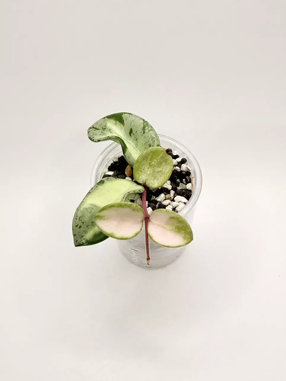 🦄Hoya Mathilde Silver Variegated (Rooted) 🦄 *RARE* thumbnail