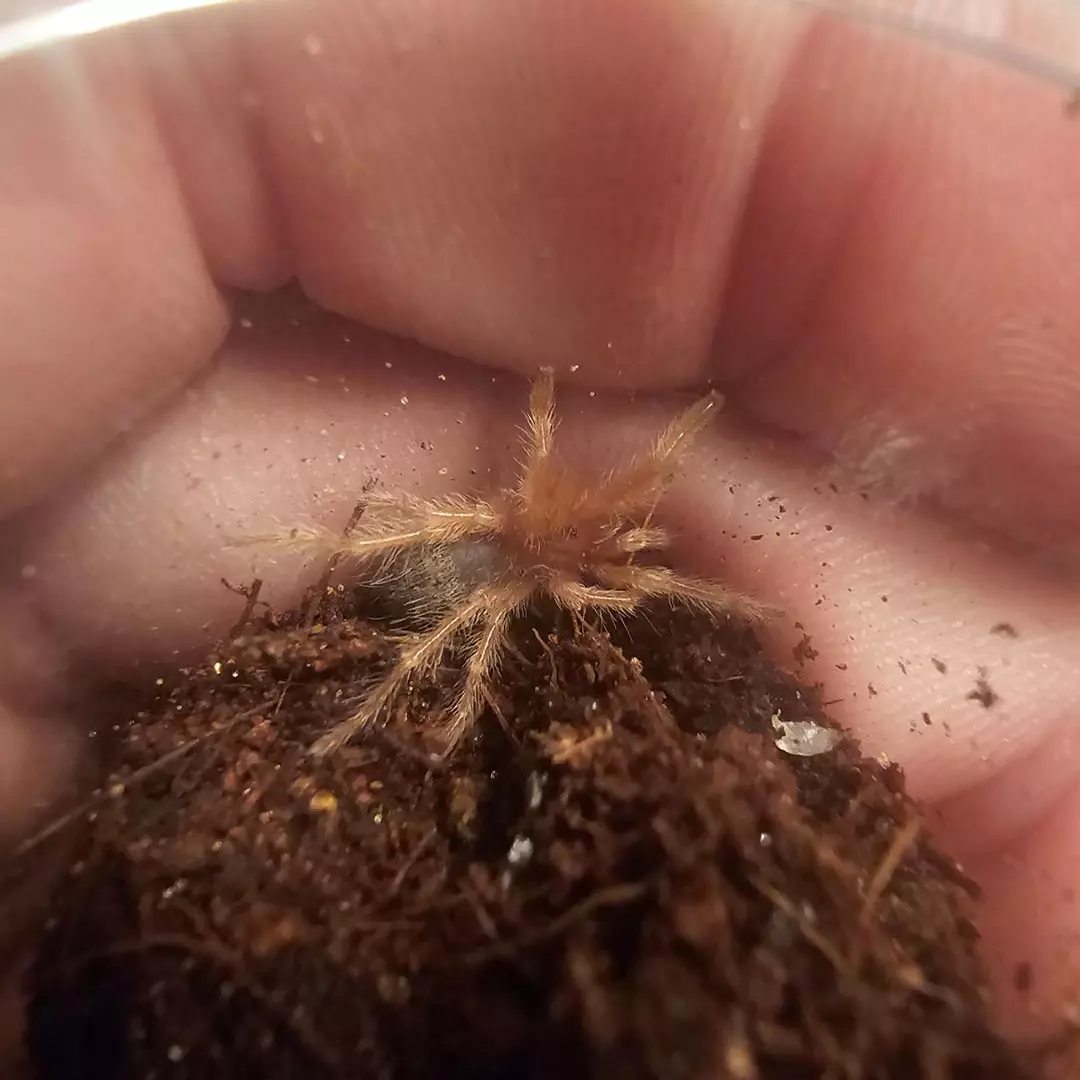 Grammostola sp North .5" thumbnail