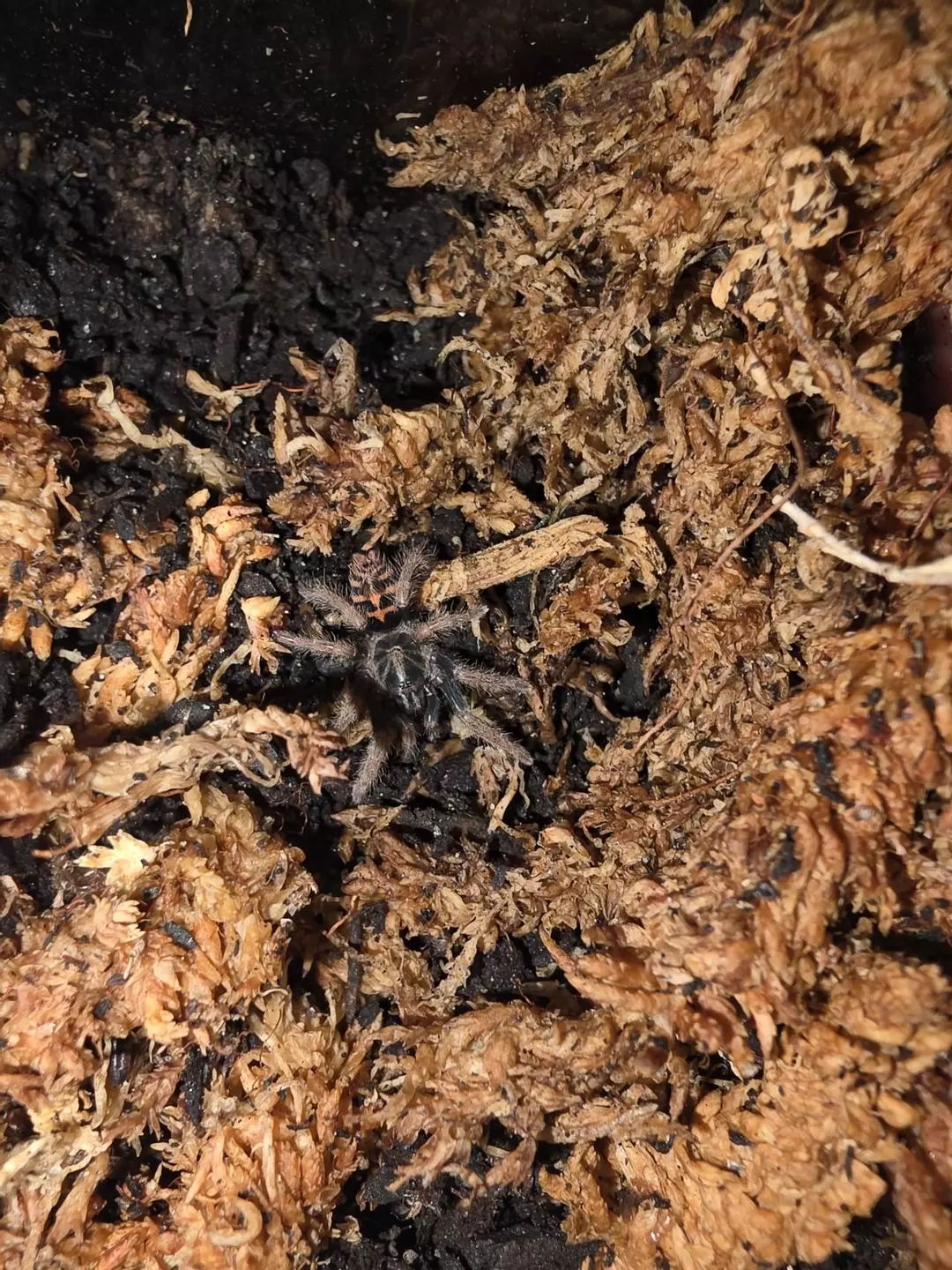 Davus sp. Chiapas (Crowned/Frozen Flame Tiger Rump) 3/4"+ thumbnail