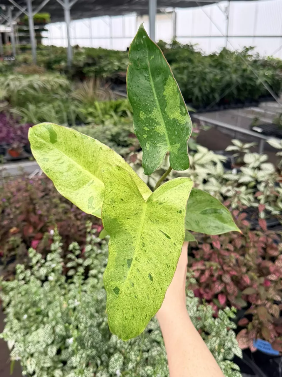 Philodendron Paraiso Verde Specific 4” Pot 9078FEP | F thumbnail